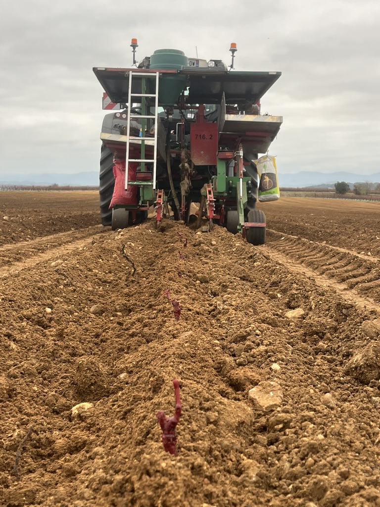 Plantation mécanique de vigne par SAS Burguière