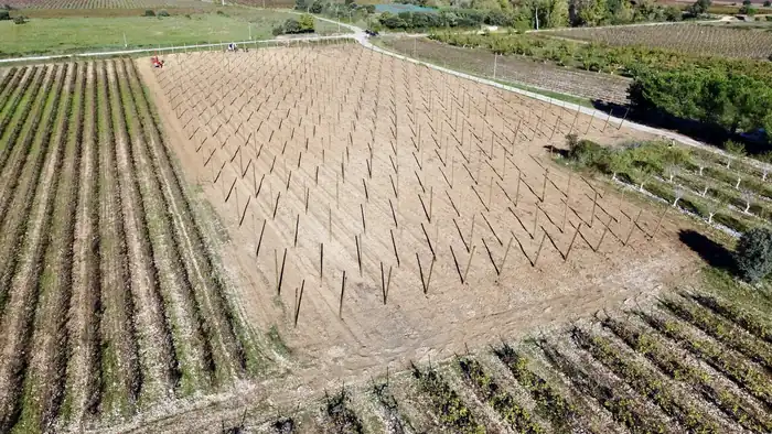 Travaux de palissage viticole