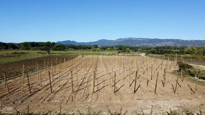 Travaux de palissage viticole