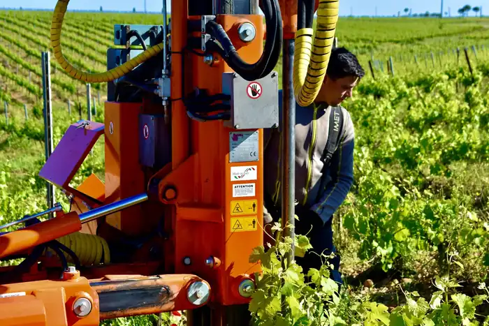 Travaux de palissage viticole