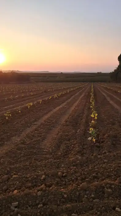 Travaux de plantation et préparation de sol